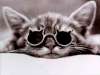 chat relax lol